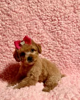Flower , a female Poodle - Toy  for sale in Los Angeles, CA – Photo 6 of 7