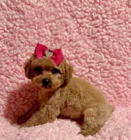 Flower , a female Poodle - Toy  for sale in Los Angeles, CA – Photo 2 of 7