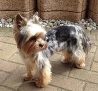 Yo-yo  blue Merle , a male Yorkshire Terrier for sale in Los Angeles, CA – 8 of 8