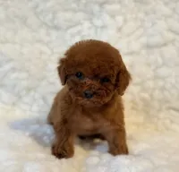 Sneakers deep red, a male Poodle - Toy  for sale in Los Angeles, CA – 3 of 4