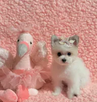 Kitty  teacup , a female Pomeranian and Poodle - Toy  for sale in Los Angeles, CA – 3 of 8