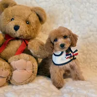 Fluffy , a male Poodle - Toy  for sale in Los Angeles, CA – 5 of 6