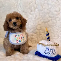 Fluffy , a male Poodle - Toy  for sale in Los Angeles, CA – 4 of 6