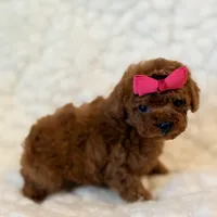 Ruby teacup Poodle, a female Poodle - Toy  for sale in Los Angeles, CA – 6 of 6