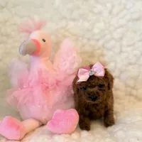 Ruby teacup Poodle, a female Poodle - Toy  for sale in Los Angeles, CA – 4 of 6