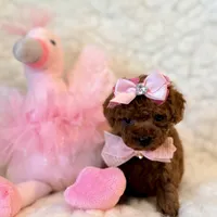 Ruby teacup Poodle, a female Poodle - Toy  for sale in Los Angeles, CA – 3 of 6