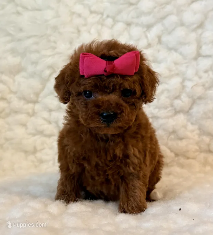 Ruby teacup Poodle – Poodle - Toy  puppy for sale in Los Angeles, CA