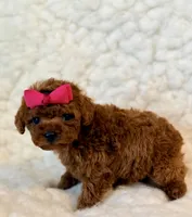 Ruby teacup Poodle, a female Poodle - Toy  for sale in Los Angeles, CA – 5 of 6