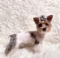 Barbie, a female Yorkshire Terrier and Poodle - Toy  for sale in Los Angeles, CA – 4 of 4