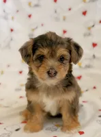Daisy, a female Yorkshire Terrier and Poodle - Toy  for sale in Los Angeles, CA – 3 of 4