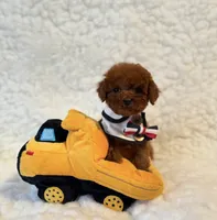 Baby bear deep red , a male Poodle - Toy  for sale in Los Angeles, CA – 2 of 5