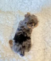 Blue tiny toy, a male Yorkshire Terrier for sale in Los Angeles, CA – 5 of 8