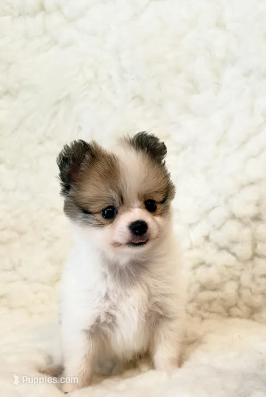 Tucker Pompoo teacup – Pomeranian puppy for sale in Los Angeles, CA