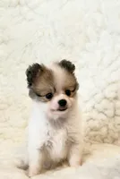 Tucker Pompoo teacup, a male Pomeranian for sale in Los Angeles, CA – 1 of 4