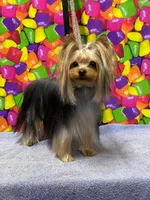 Ella teacup, a female Yorkshire Terrier for sale in Los Angeles, CA – 8 of 8