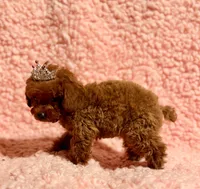 Abby teacup red AKC, a female Poodle - Toy  for sale in Los Angeles, CA – Photo 7 of 7