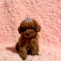 Abby teacup red AKC, a female Poodle - Toy  for sale in Los Angeles, CA – Photo 2 of 7