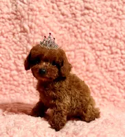 Abby teacup red AKC, a female Poodle - Toy  for sale in Los Angeles, CA – Photo 6 of 7