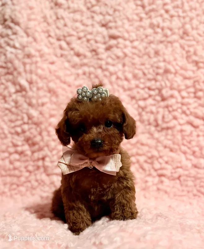 Abby teacup red AKC – Poodle - Toy  puppy for sale in Los Angeles, CA