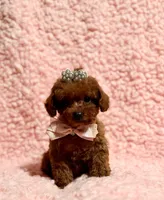 Abby teacup red AKC, a female Poodle - Toy  for sale in Los Angeles, CA – Photo 1 of 7