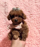 Abby teacup red AKC, a female Poodle - Toy  for sale in Los Angeles, CA – Photo 3 of 7