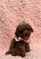 Abby teacup red AKC, a female Poodle - Toy  for sale in Los Angeles, CA – Photo 4 of 7