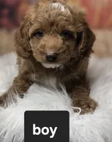 Parti boy red/white toy, a male Poodle - Toy  for sale in Los Angeles, CA – 3 of 4