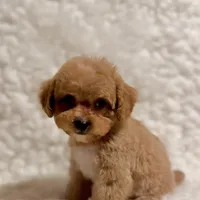 Sugar bear, a male Poodle - Toy  for sale in Los Angeles, CA – Photo 1 of 7