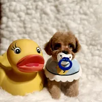 Sugar bear, a male Poodle - Toy  for sale in Los Angeles, CA – Photo 2 of 7