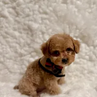 Sugar bear, a male Poodle - Toy  for sale in Los Angeles, CA – Photo 4 of 7