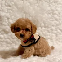 Sugar bear, a male Poodle - Toy  for sale in Los Angeles, CA – Photo 5 of 7
