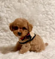 Sugar bear, a male Poodle - Toy  for sale in Los Angeles, CA – Photo 5 of 7