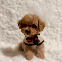 Sugar bear, a male Poodle - Toy  for sale in Los Angeles, CA – Photo 3 of 7