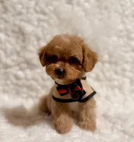 Sugar bear, a male Poodle - Toy  for sale in Los Angeles, CA – Photo 3 of 7