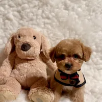 Sugar bear, a male Poodle - Toy  for sale in Los Angeles, CA – Photo 7 of 7