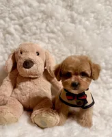 Sugar bear, a male Poodle - Toy  for sale in Los Angeles, CA – Photo 7 of 7
