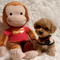 Sugar bear, a male Poodle - Toy  for sale in Los Angeles, CA – Photo 6 of 7