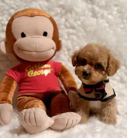 Sugar bear, a male Poodle - Toy  for sale in Los Angeles, CA – Photo 6 of 7