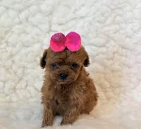 Baby deep red teacup, a female Poodle - Toy  for sale in Los Angeles, CA – 2 of 4