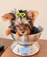 Tiffany teacup, a female Yorkshire Terrier for sale in Los Angeles, CA – 4 of 5