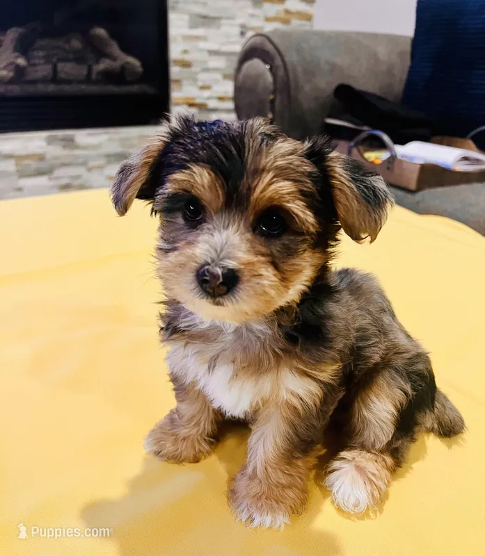 Daisy – Yorkshire Terrier, Poodle - Toy  puppy for sale in Los Angeles, CA