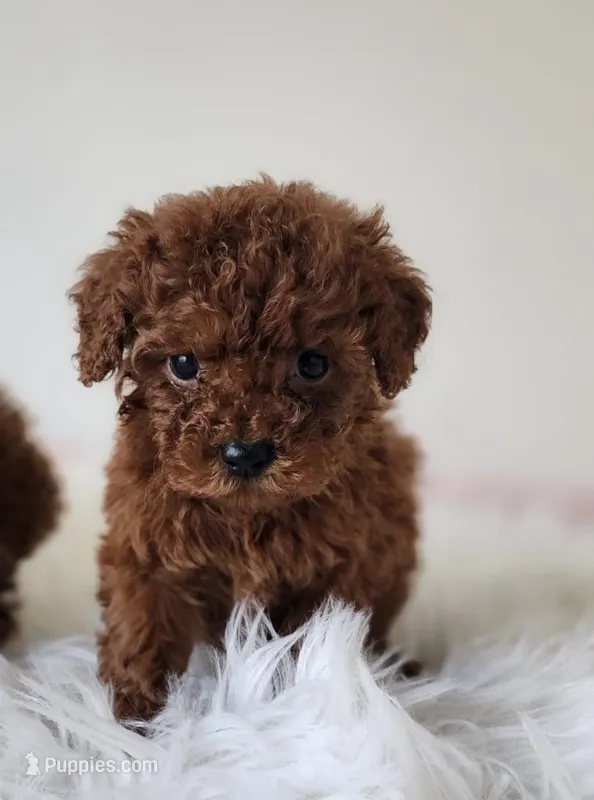 Baby bear deep red – Poodle - Toy  puppy for sale in Los Angeles, CA