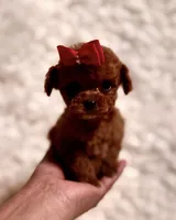 Summer tiny toy deep red, a female Poodle - Toy  for sale in Los Angeles, CA – 4 of 4