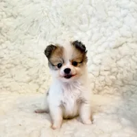 Tucker Pompoo teacup, a male Pomeranian for sale in Los Angeles, CA – 3 of 4