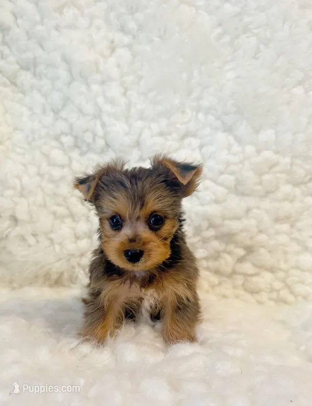 Yo-yo tiny toy  – Yorkshire Terrier puppy for sale in Los Angeles, CA