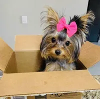 Melody toy, a female Yorkshire Terrier for sale in Los Angeles, CA – 7 of 7