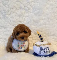 Snuggles , a male Poodle - Toy  for sale in Los Angeles, CA – 3 of 3