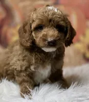 Parti boy red/white toy, a male Poodle - Toy  for sale in Los Angeles, CA – 4 of 4