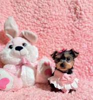 Ella teacup, a female Yorkshire Terrier for sale in Los Angeles, CA – 5 of 8