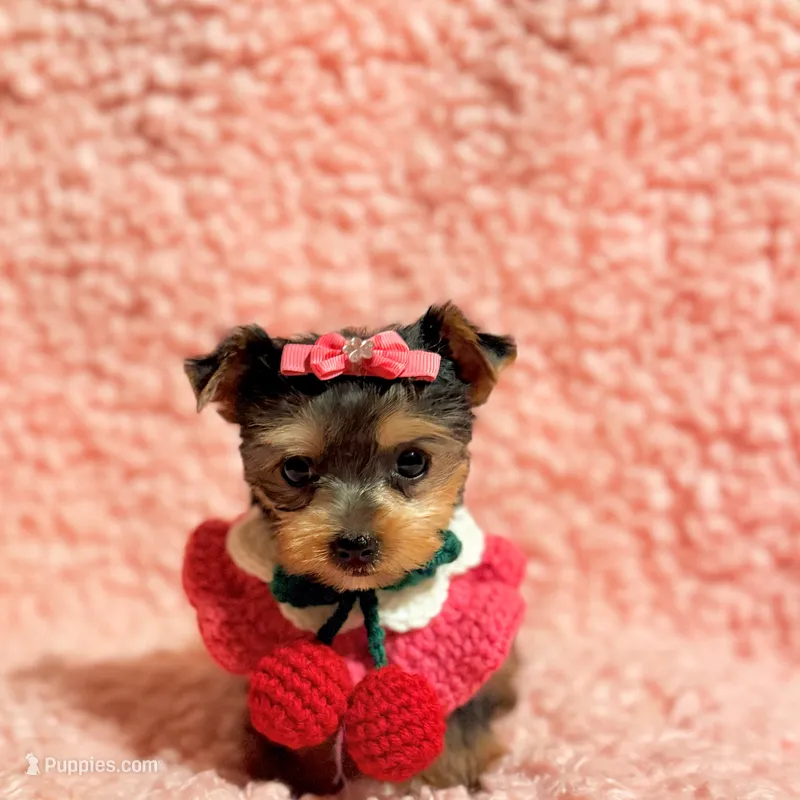 Ella teacup – Yorkshire Terrier puppy for sale in Los Angeles, CA